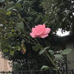 時々日記更新　できなくなっていくこと　大伯母のこと　母のこと