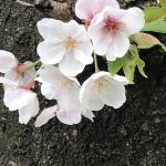 時々日記更新！　リモートレッスン２ 皆さんの様子とこれから