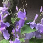 時々日記更新！　リモートレッスン4　オンラインと録音録画の組み合わせで